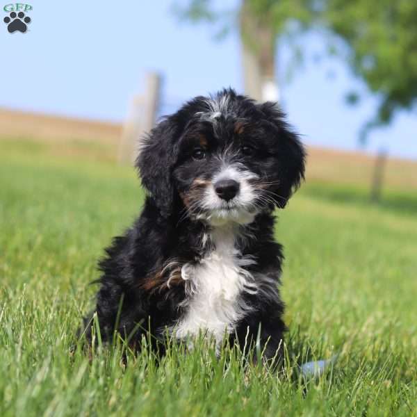 Larry, Mini Bernedoodle Puppy